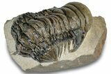 Detailed Crotalocephalina Trilobite - Atchana, Morocco #254509-2